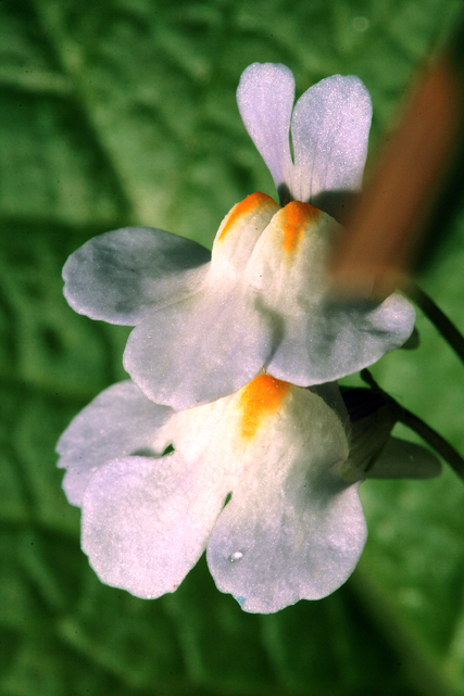 Cymbalaria muralis